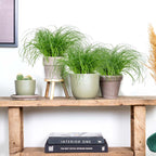 Lote de 3 Cyperus Zumula, hierba para gatos – Planta de interior
