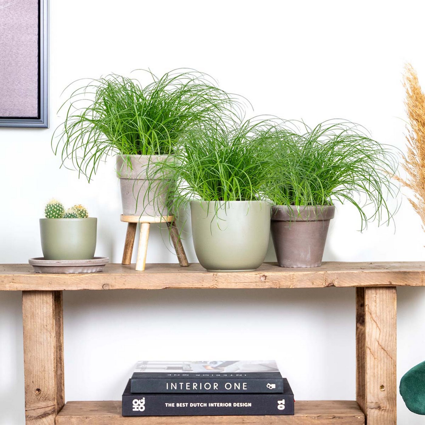 Lote de 3 Cyperus Zumula, hierba para gatos – Planta de interior