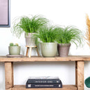Lot de 3 Cyperus Zumula Herbe à Chat – Plante d'Intérieur
