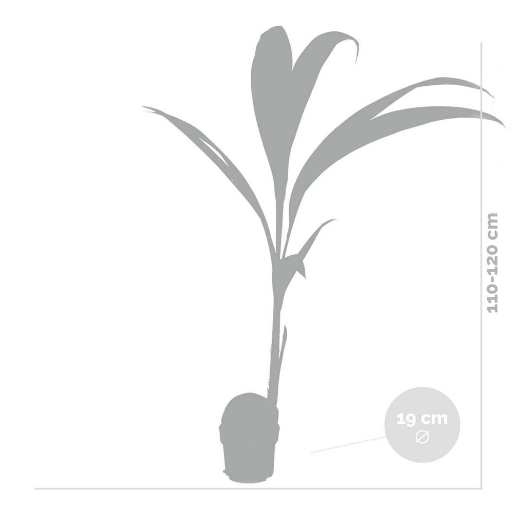 Cocos Nucifera – Planta de interior