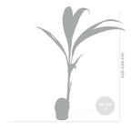 Cocos Nucifera – Planta de interior