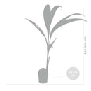Cocos Nucifera – Plante d'Intérieur