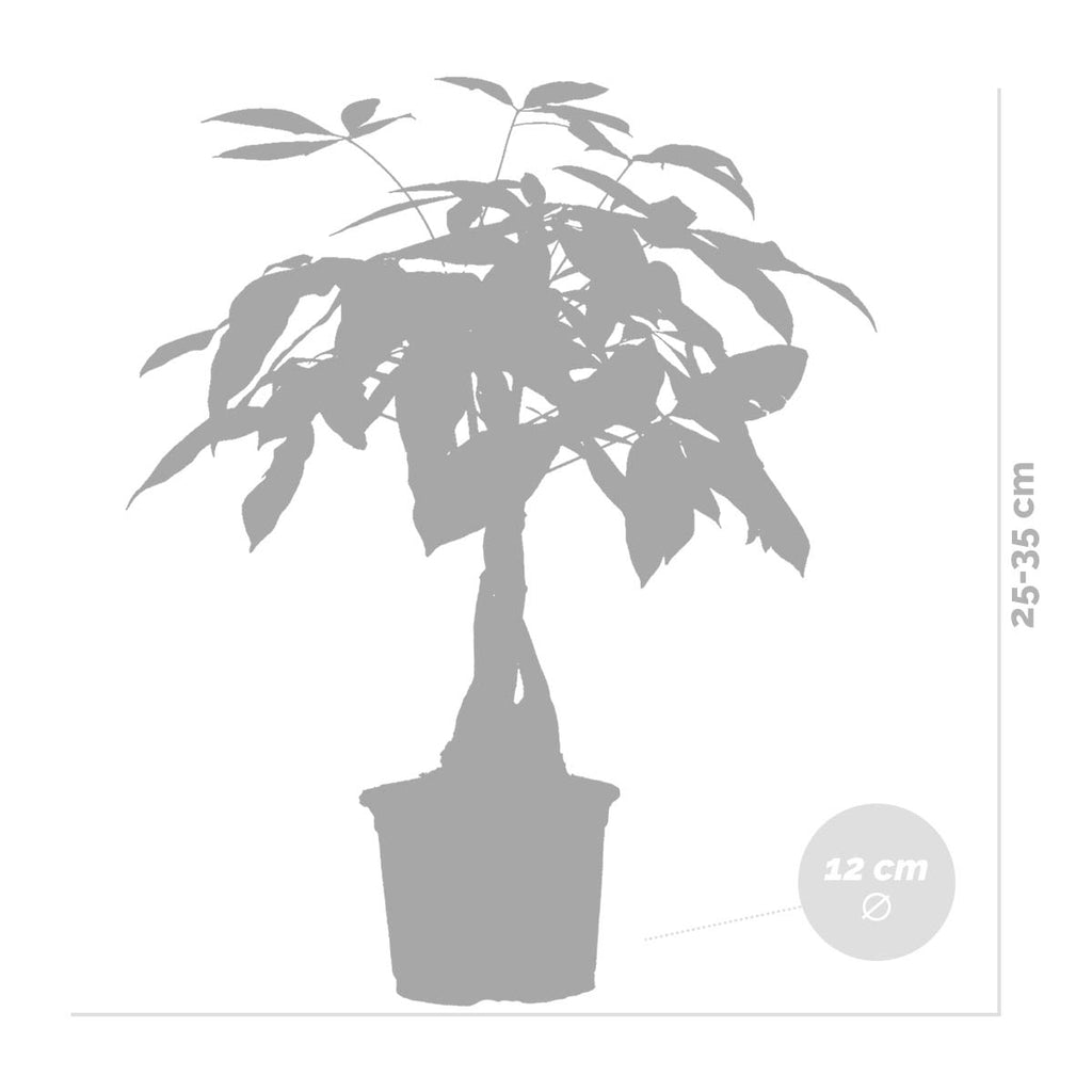 Pachira Árbol del Dinero – Planta de interior