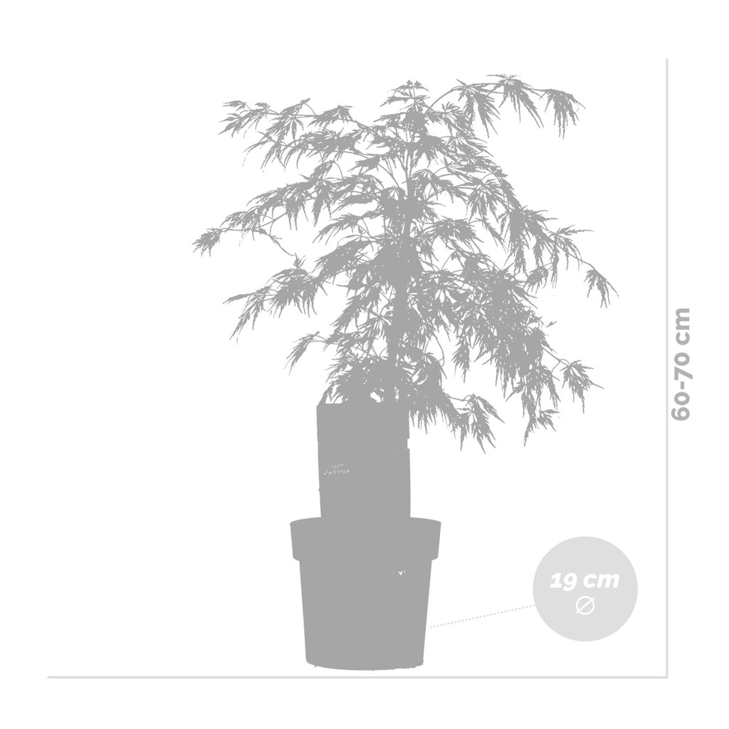 Érable Du Japon Dissectum – Plante D'Extérieur