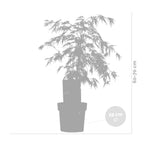 Érable Du Japon Dissectum – Plante D'Extérieur