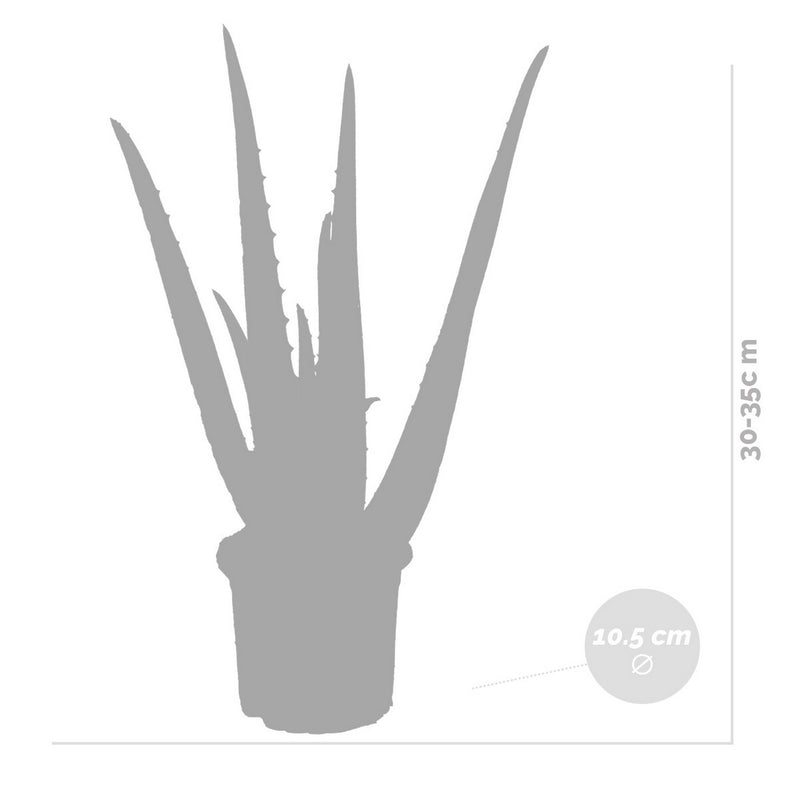 Juego de 2 Aloe Vera