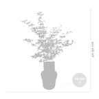 Arce japonés Moonrise – Planta de exterior