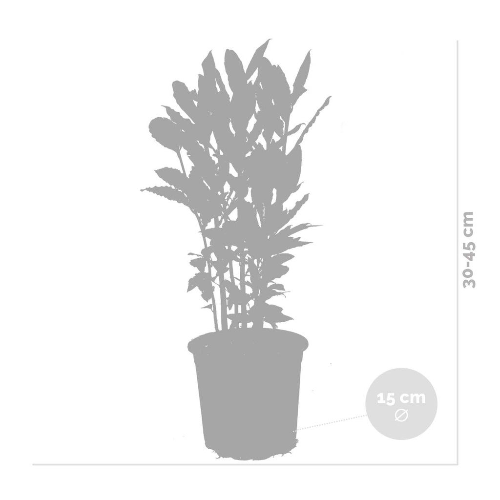 Set of 2 Bay Laurels – Outdoor Plant