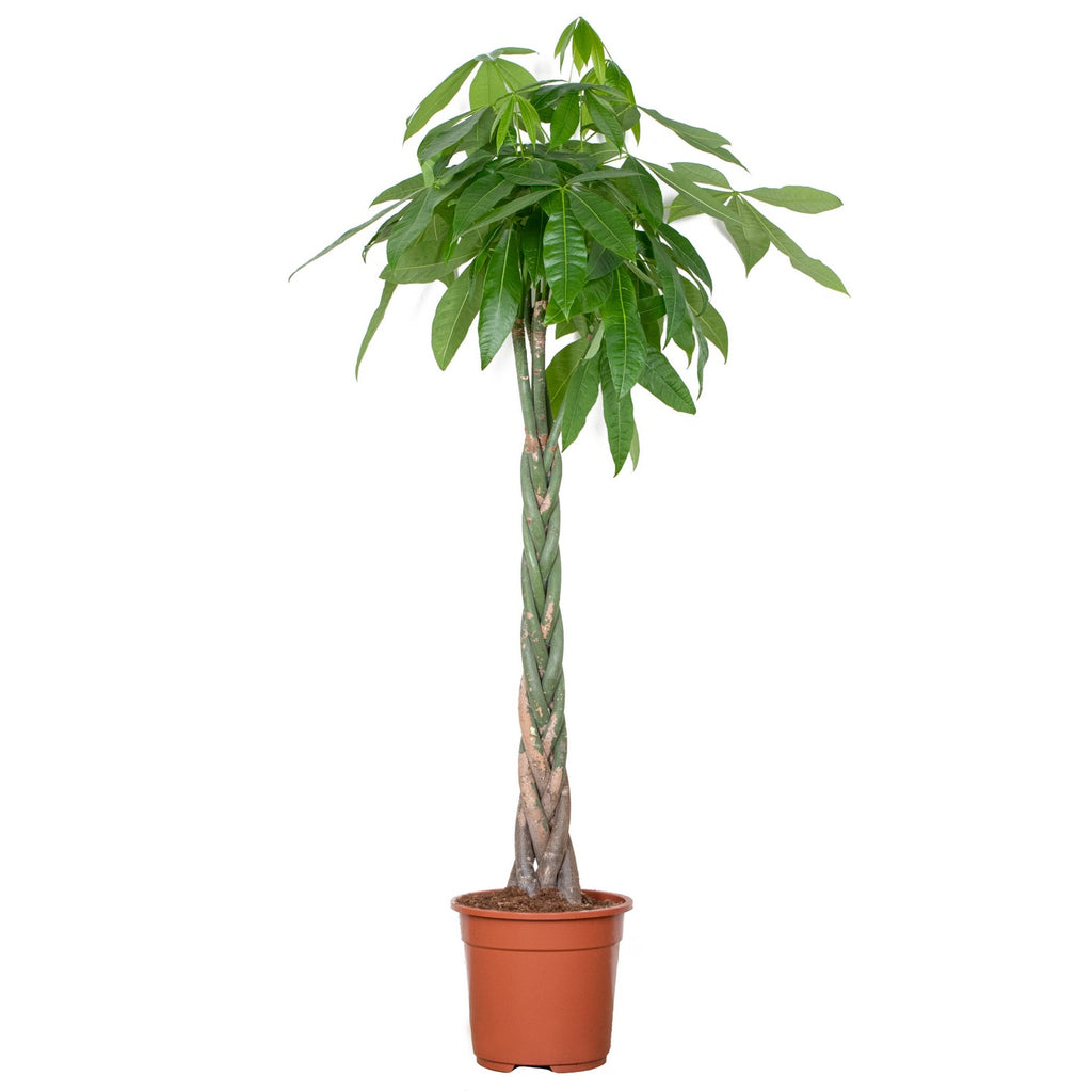 Pachira Aquatica XL – Planta de interior
