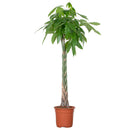 Pachira Aquatica XL – Plante d'Intérieur
