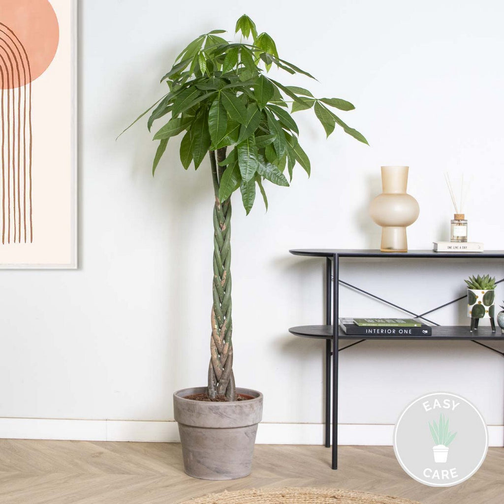Pachira Aquatica XL – Planta de interior