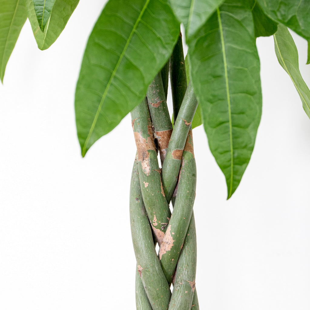 Pachira Aquatica XL – Planta de interior