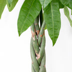 Pachira Aquatica XL – Planta de interior