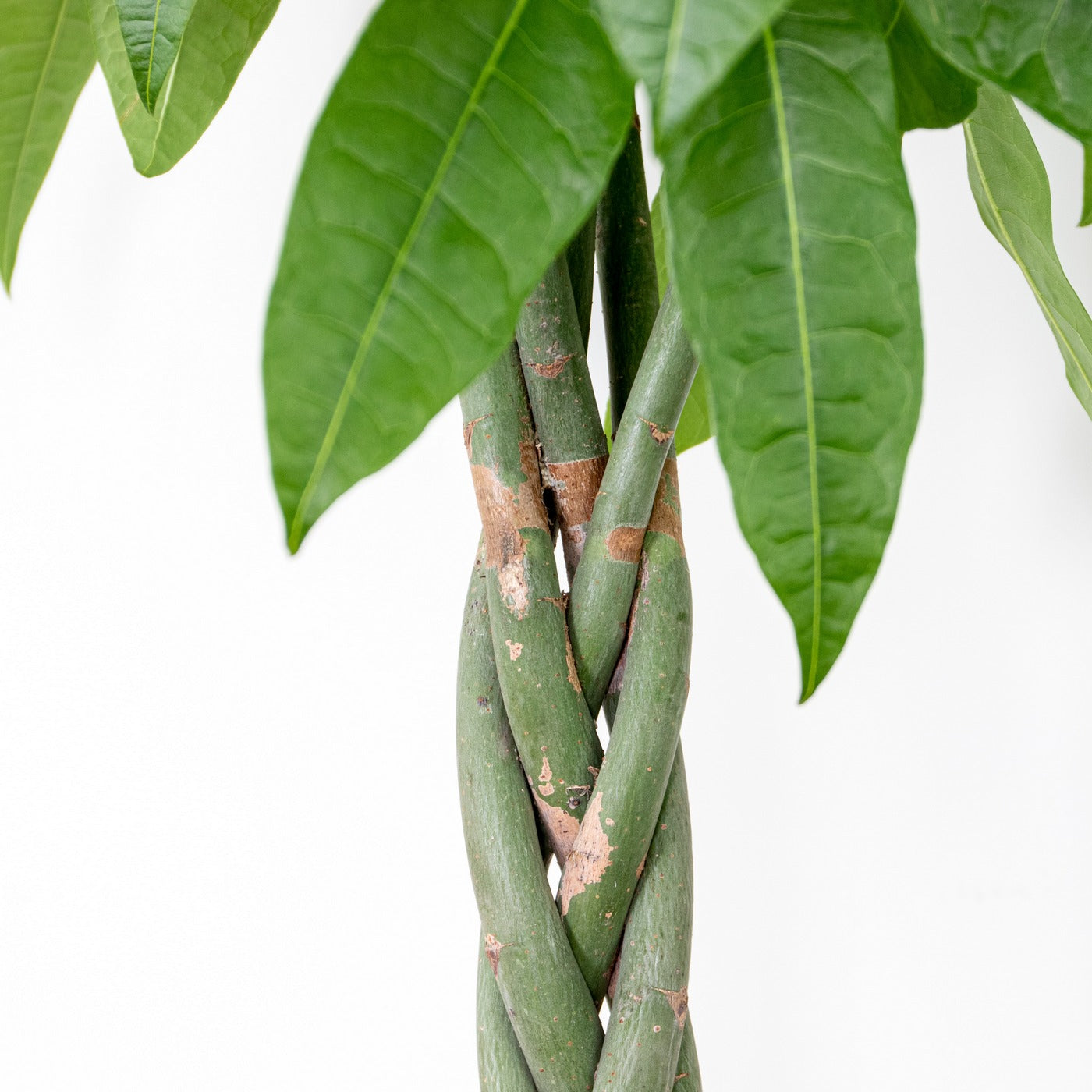 Pachira Aquatica XL – Planta de interior