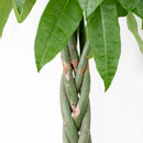 Pachira Aquatica XL – Plante d'Intérieur