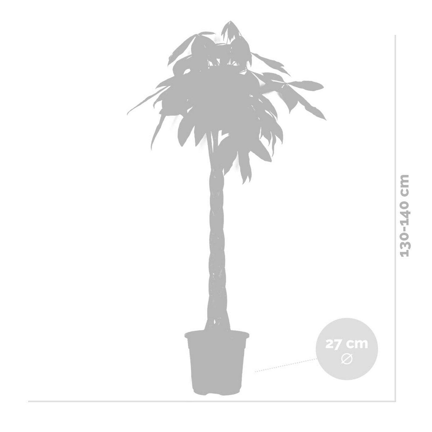 Pachira Aquatica XL – Planta de interior