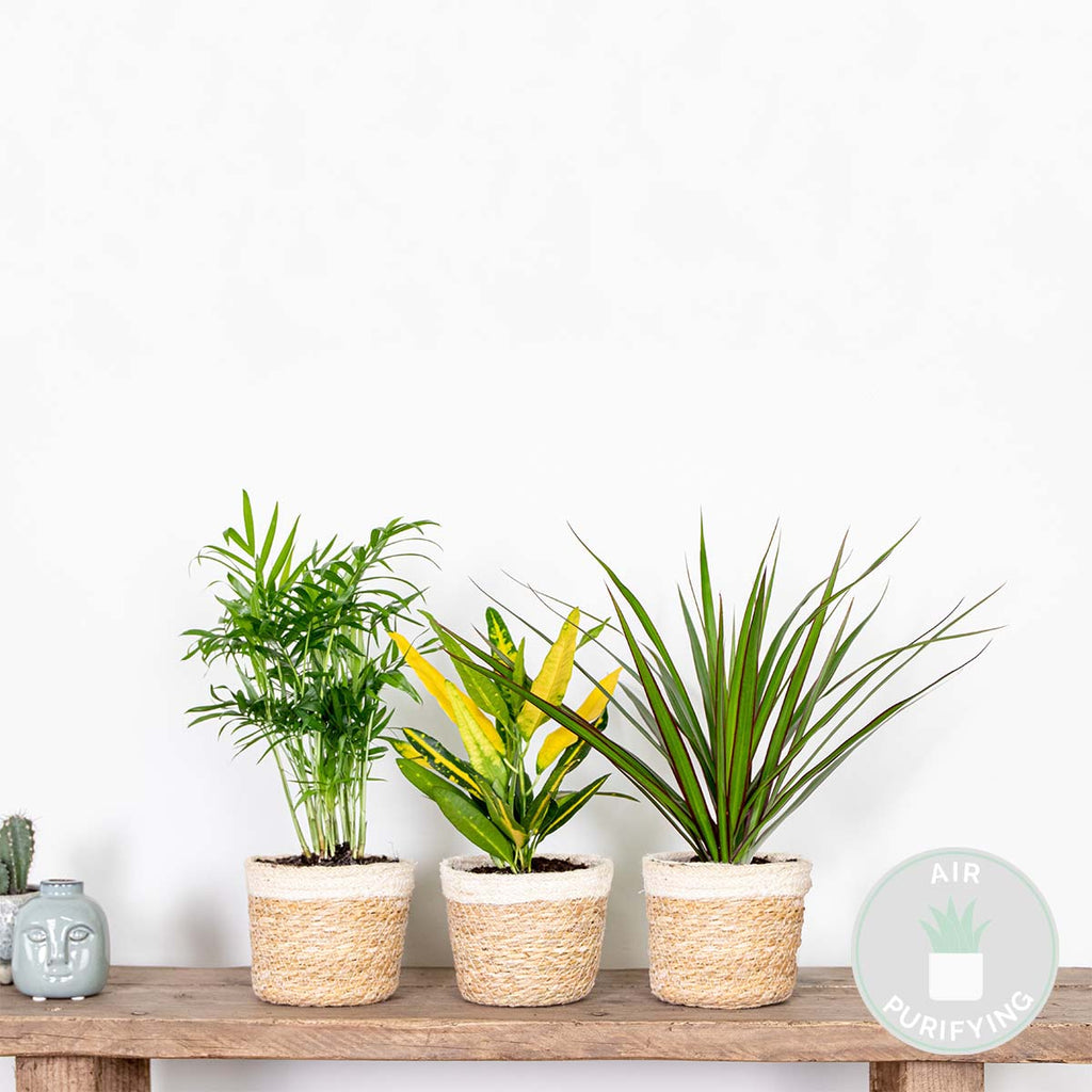 Mix of 3 Tropical Plants – Indoor Plant