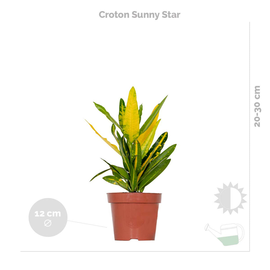 Mix of 3 Tropical Plants – Indoor Plant