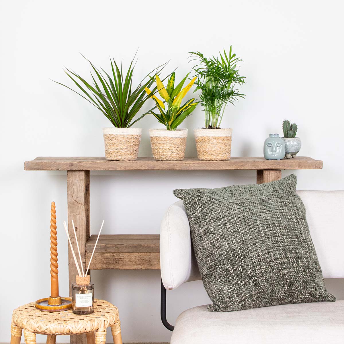 Mix of 3 Tropical Plants – Indoor Plant