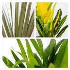 Mix of 3 Tropical Plants – Indoor Plant