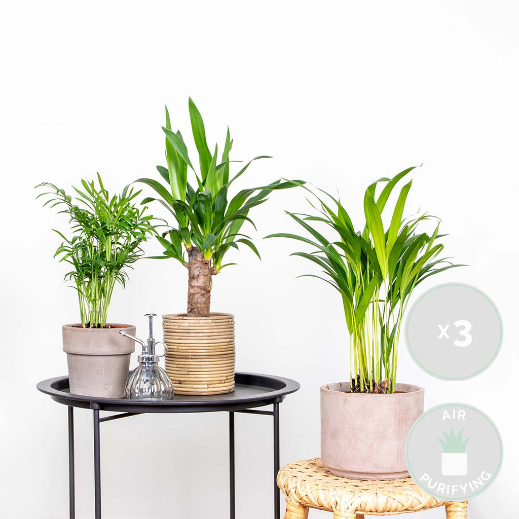 Mix of 3 Tropical Palms – Indoor Plant