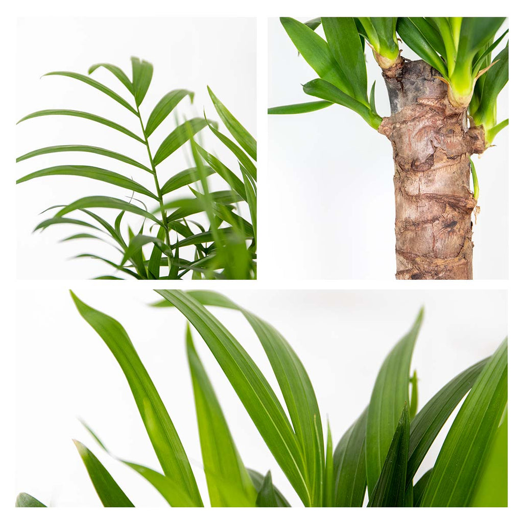 Mix of 3 Tropical Palms – Indoor Plant