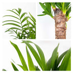 Mix of 3 Tropical Palms – Indoor Plant