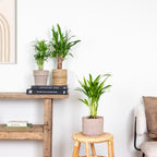 Mix of 3 Tropical Palms – Indoor Plant