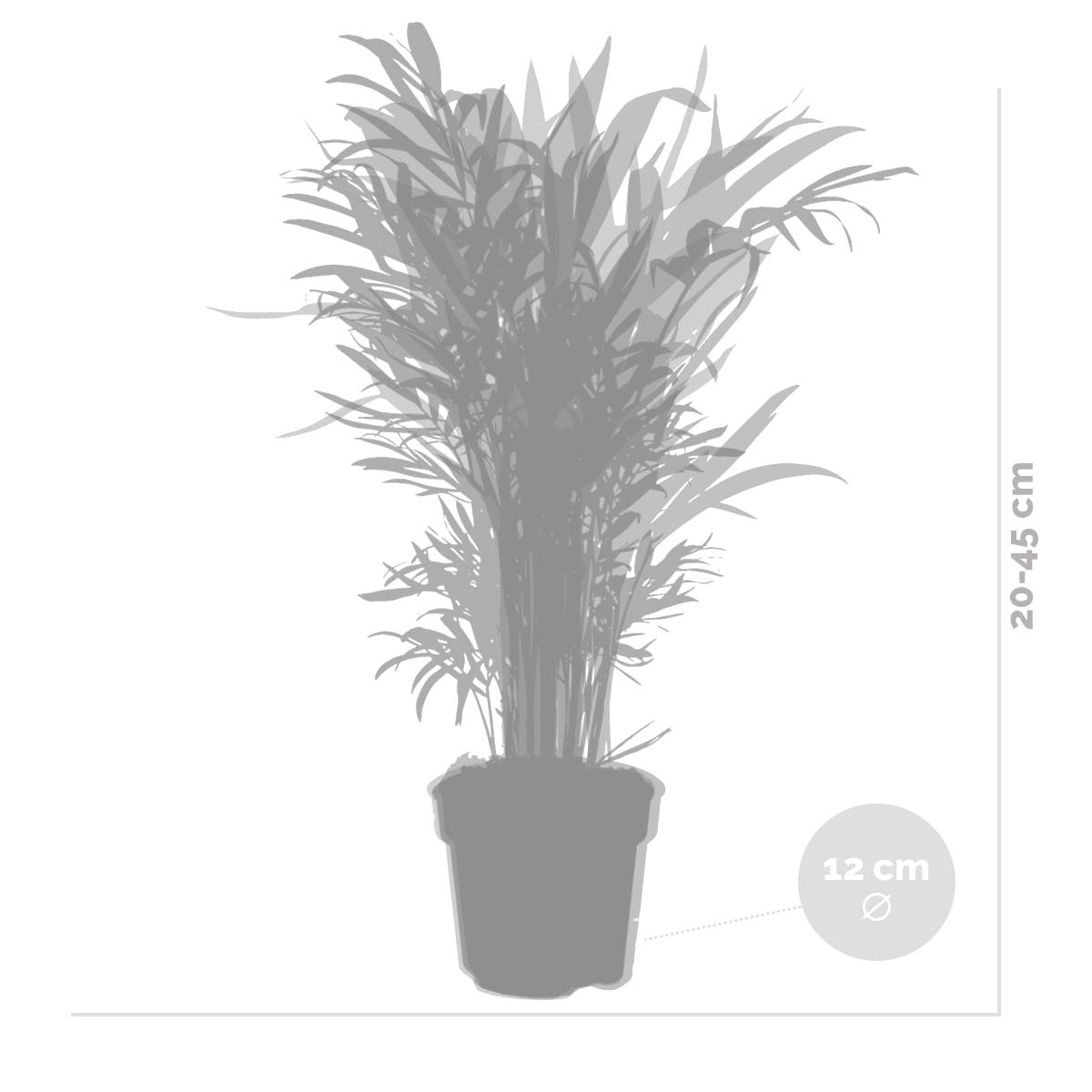 Mix of 3 Tropical Palms – Indoor Plant
