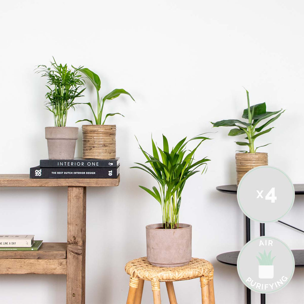 Mezcla de 4 plantas de tendencia – Planta de interior