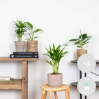 Mezcla de 4 plantas de tendencia – Planta de interior
