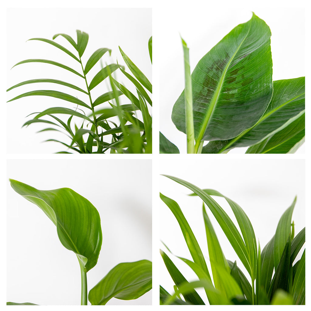 Mezcla de 4 plantas de tendencia – Planta de interior