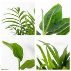 Mezcla de 4 plantas de tendencia – Planta de interior