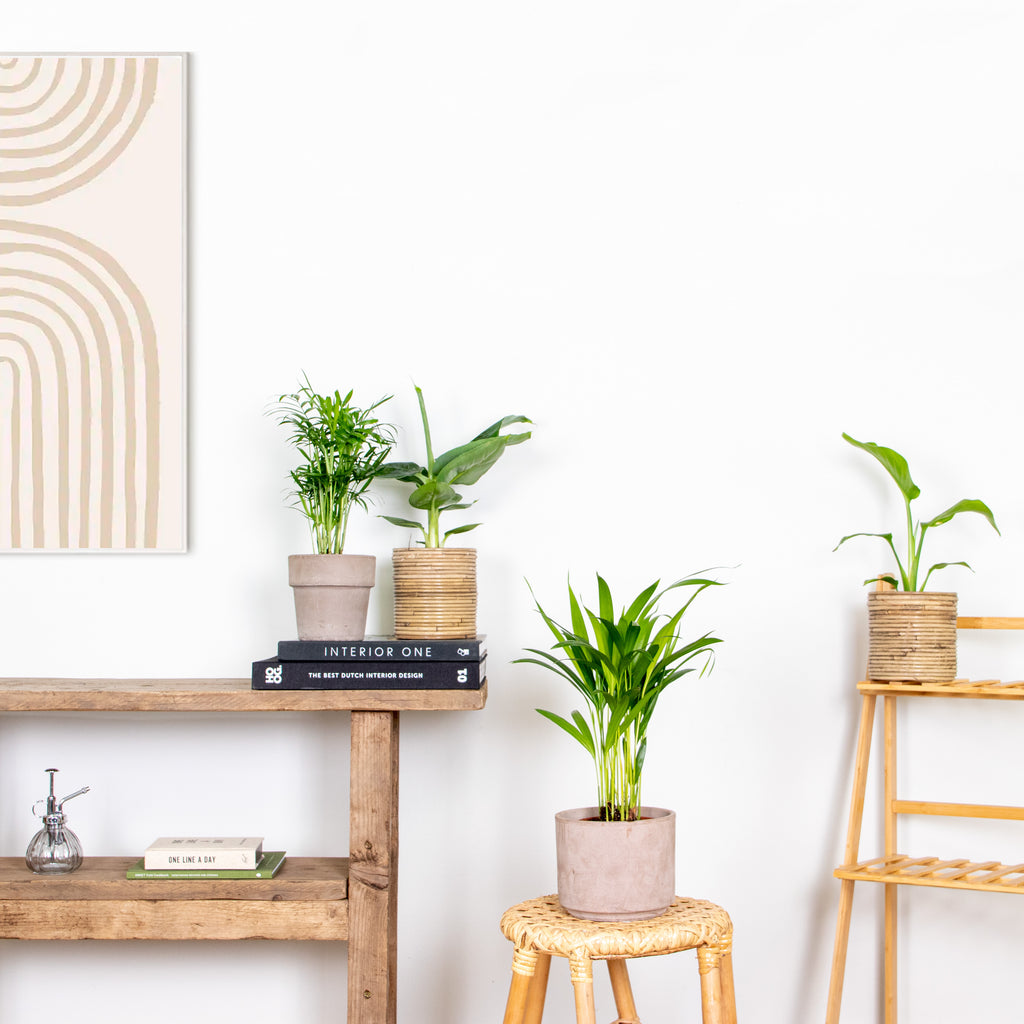 Mezcla de 4 plantas de tendencia – Planta de interior
