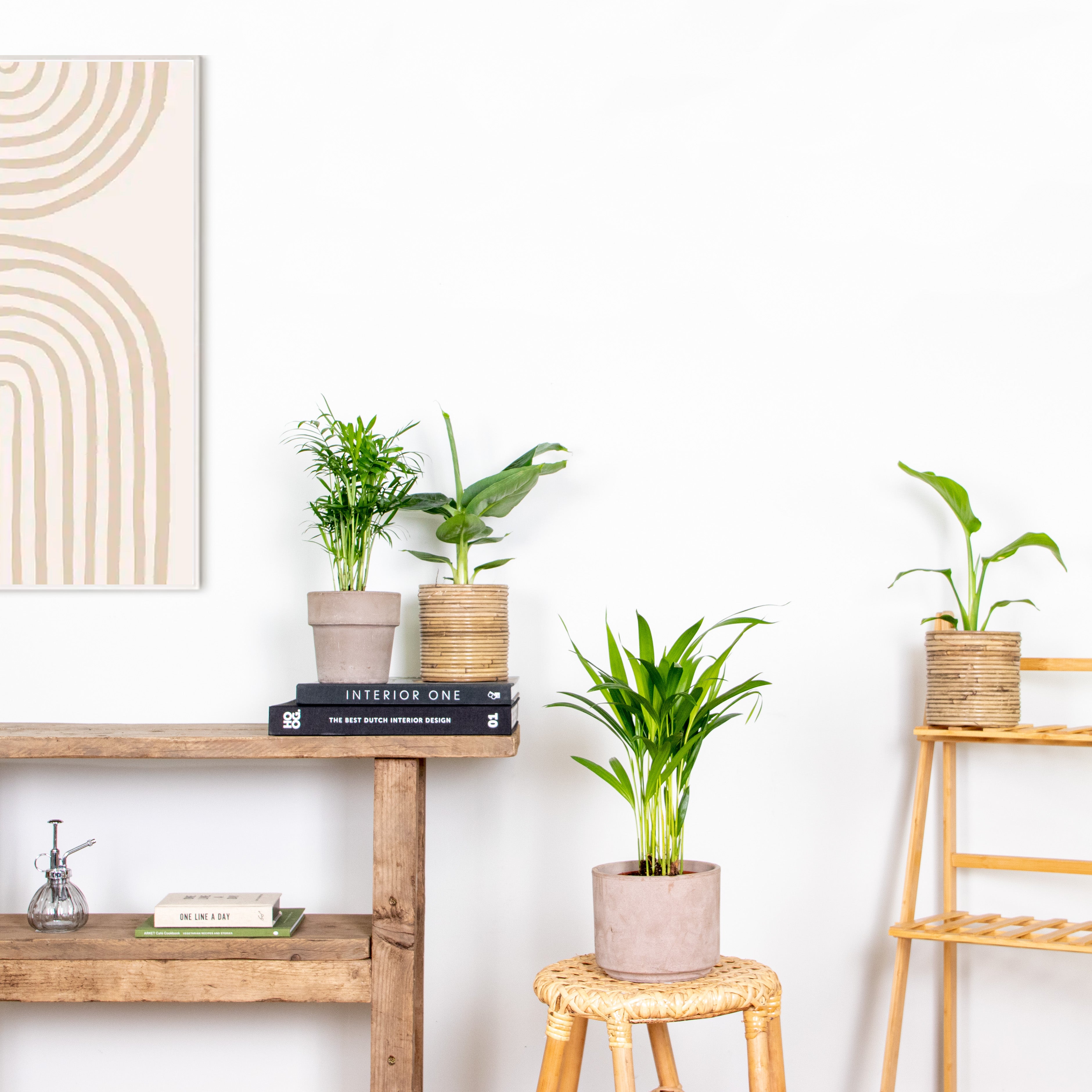 Mezcla de 4 plantas de tendencia – Planta de interior
