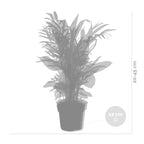 Mezcla de 4 plantas de tendencia – Planta de interior