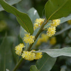 Standard Bay Laurel XL – Outdoor Plant
