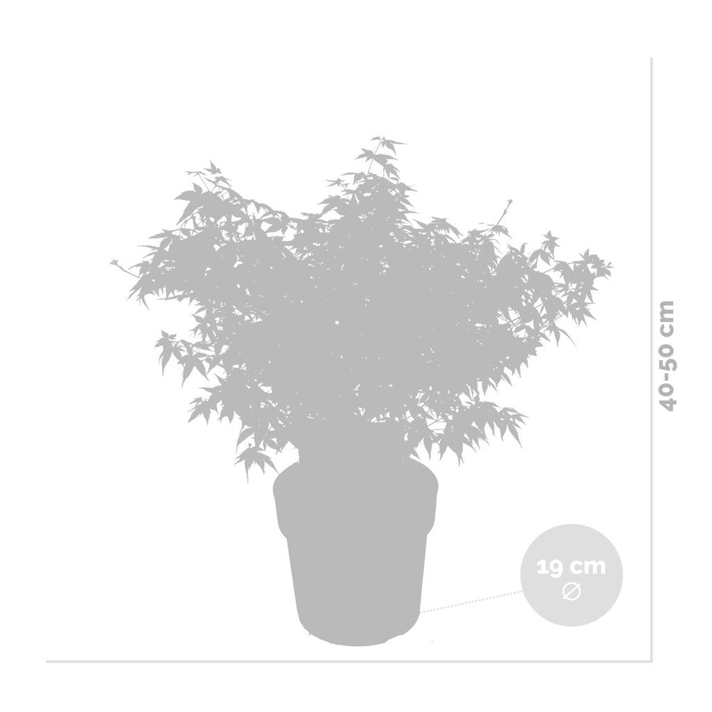 Arce japonés Little Princess – Planta de exterior