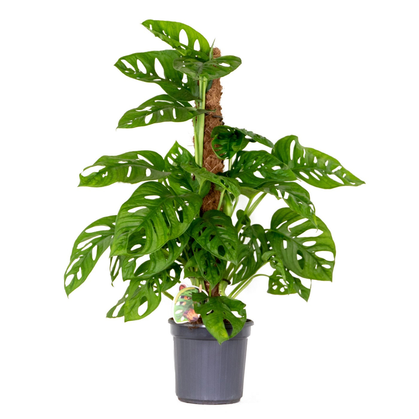 Monstera Monkey Leaf sobre tutor de musgo – Planta de interior
