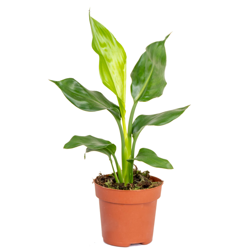 Strelitzia Reginae – Planta de interior