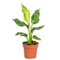 Strelitzia Reginae – Planta de interior