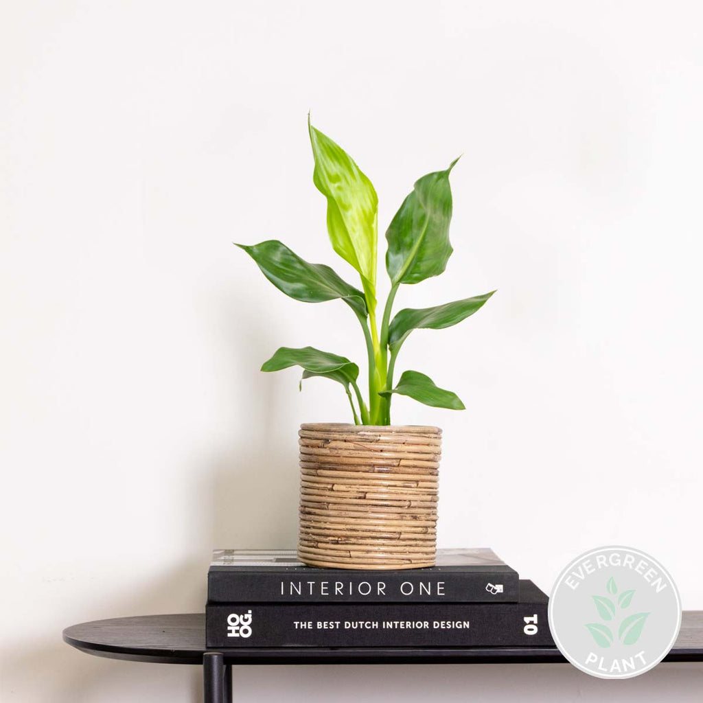 Strelitzia Reginae – Planta de interior
