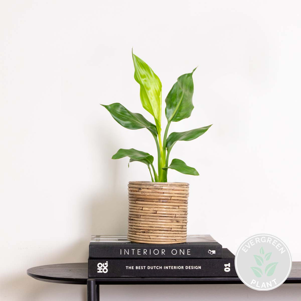 Strelitzia Reginae – Planta de interior