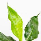 Strelitzia Reginae – Planta de interior