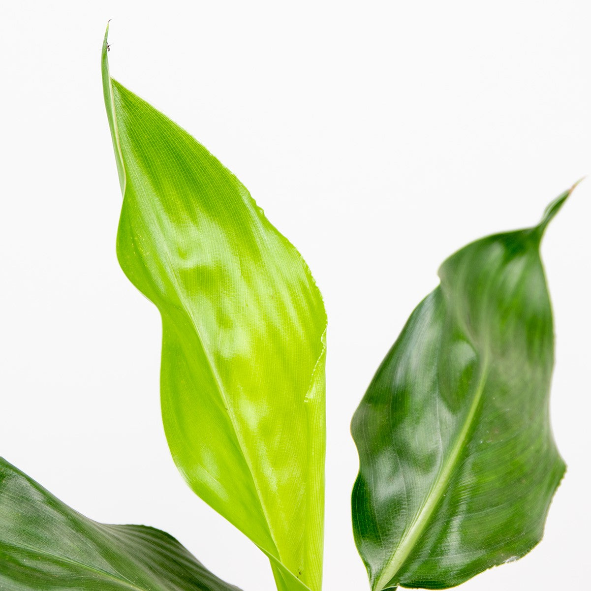 Strelitzia Reginae – Planta de interior