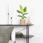 Strelitzia Reginae – Planta de interior