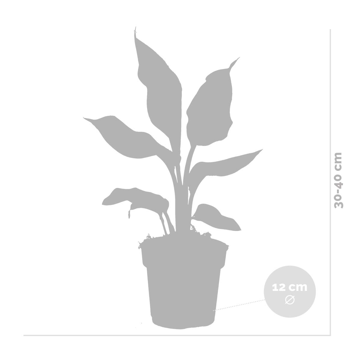 Strelitzia Reginae – Planta de interior