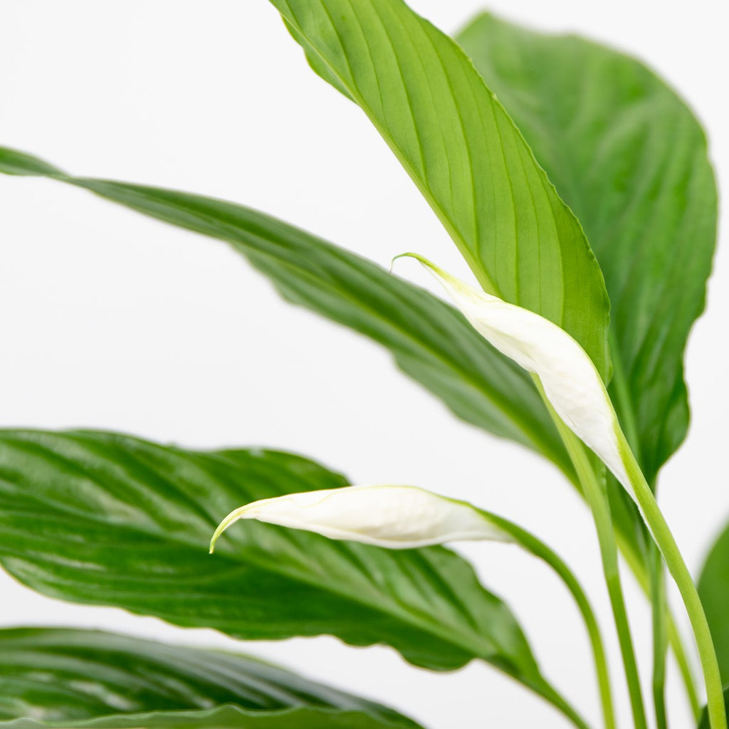 Spathiphyllum Torelli – Indoor Plant