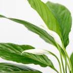 Spathiphyllum Torelli – Indoor Plant