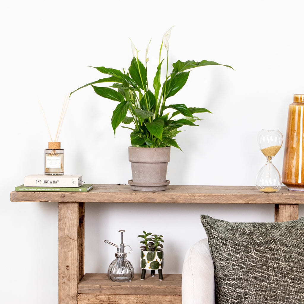 Spathiphyllum Torelli – Indoor Plant